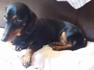 Cachorro raça Dachshund  idade  nome Não sei