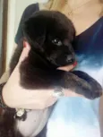 Cachorrinha filhote