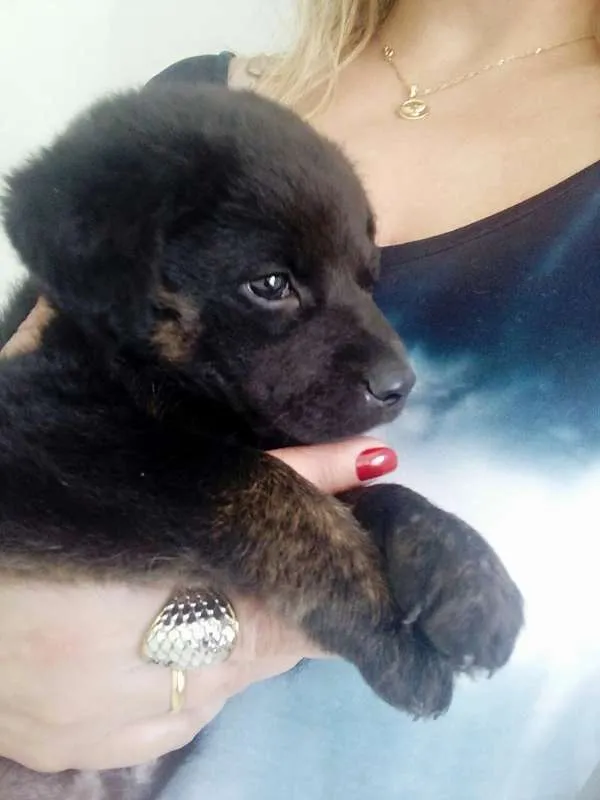 Cachorro ra a SRD idade 2 a 6 meses nome Cachorrinha filhote
