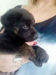 Cachorrinha filhote