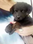 Cachorrinha filhote