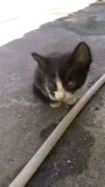 Nao tem