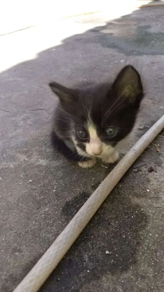 Gato raça Nao sei idade Abaixo de 2 meses nome Nao tem