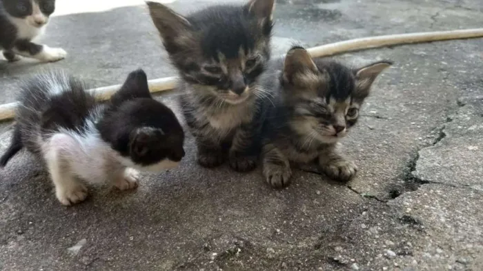 Gato raça Nao sei idade Abaixo de 2 meses nome Nao tem