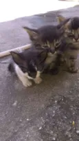 Nao tem