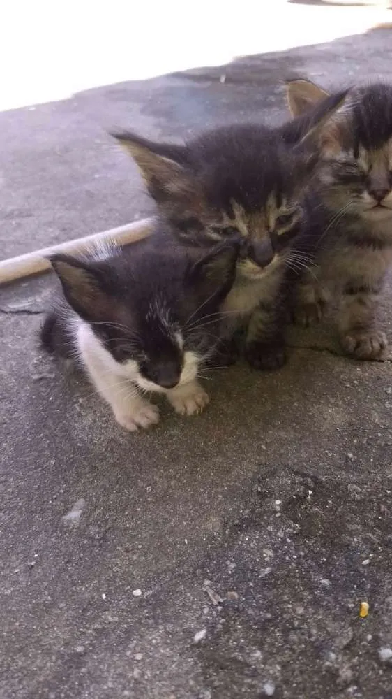 Gato raça Nao sei idade Abaixo de 2 meses nome Nao tem