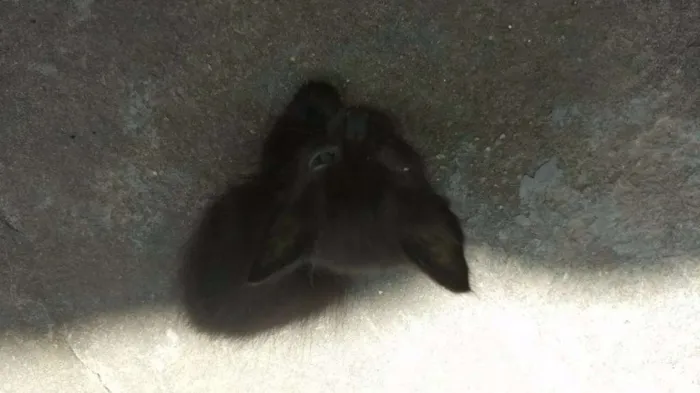 Gato raça Nao sei idade Abaixo de 2 meses nome Nao tem