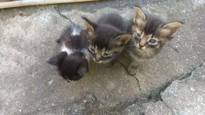 Gato raça Nao sei idade Abaixo de 2 meses nome Nao tem