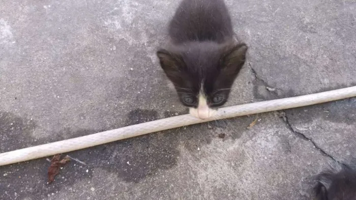 Gato raça Nao sei idade Abaixo de 2 meses nome Nao tem