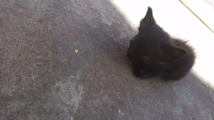 Gato raça Nao sei idade Abaixo de 2 meses nome Nao tem
