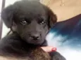 Cachorrinha filhote