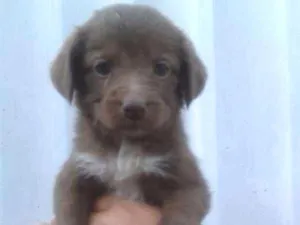 Cachorro raça RNA - Raça Não definida idade Abaixo de 2 meses nome Ainda Não Tem
