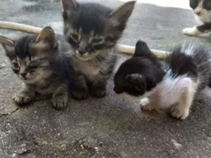 Gato raça Nao sei idade Abaixo de 2 meses nome Nao tem