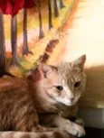 Melzinho 