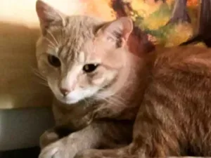 Gato raça Vira Lata idade 1 ano nome Melzinho 