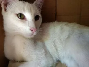 Gato raça Vira Lata idade  nome Gandalf
