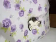 Mimi