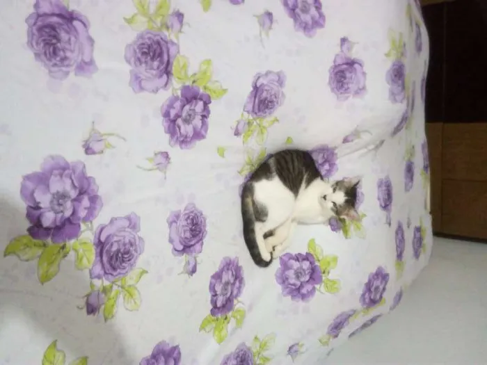 Gato ra a  idade 7 a 11 meses nome Mimi