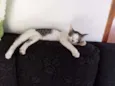Mimi