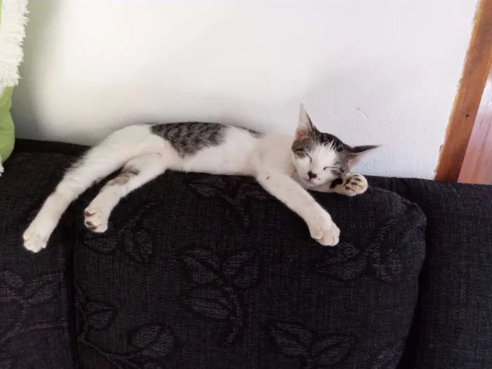 Gato ra a  idade 7 a 11 meses nome Mimi