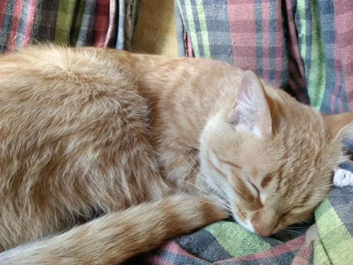 Gato raça Vira Lata idade 2 anos nome Garfield