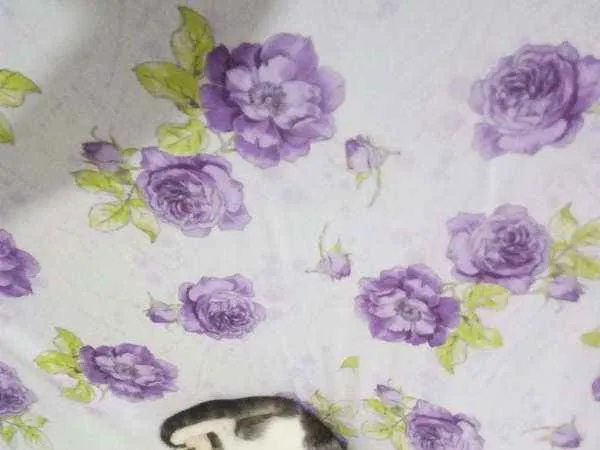 Gato ra a  idade 7 a 11 meses nome Mimi