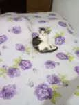 Mimi