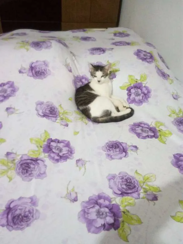 Gato ra a  idade 7 a 11 meses nome Mimi
