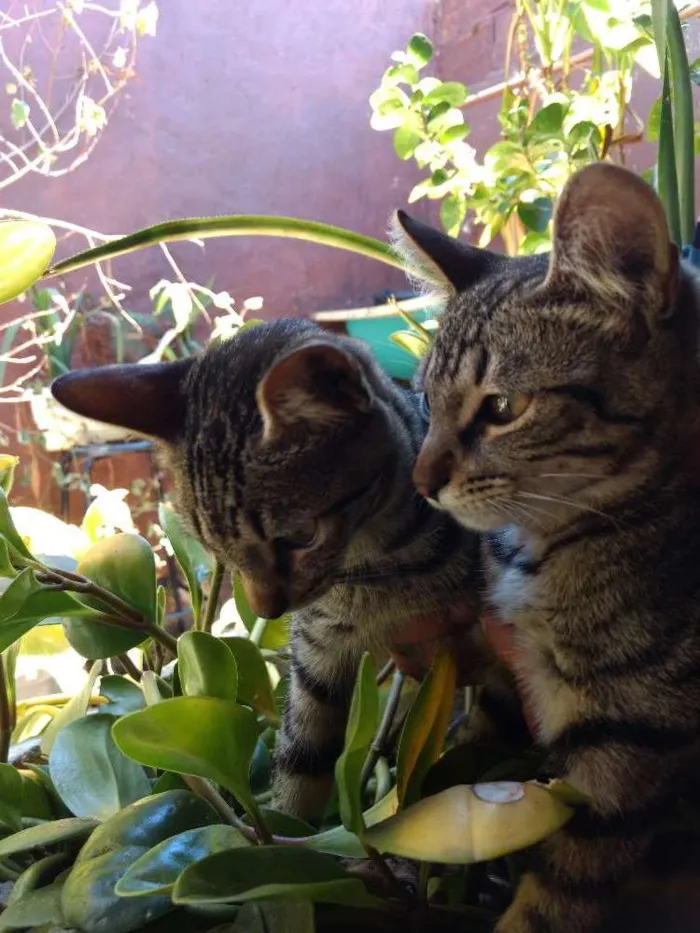 Gato raça Vira Lata idade 2 a 6 meses nome Sem nome 