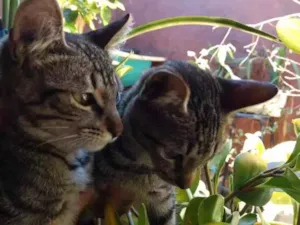 Gato raça Vira Lata idade 2 a 6 meses nome Sem nome 