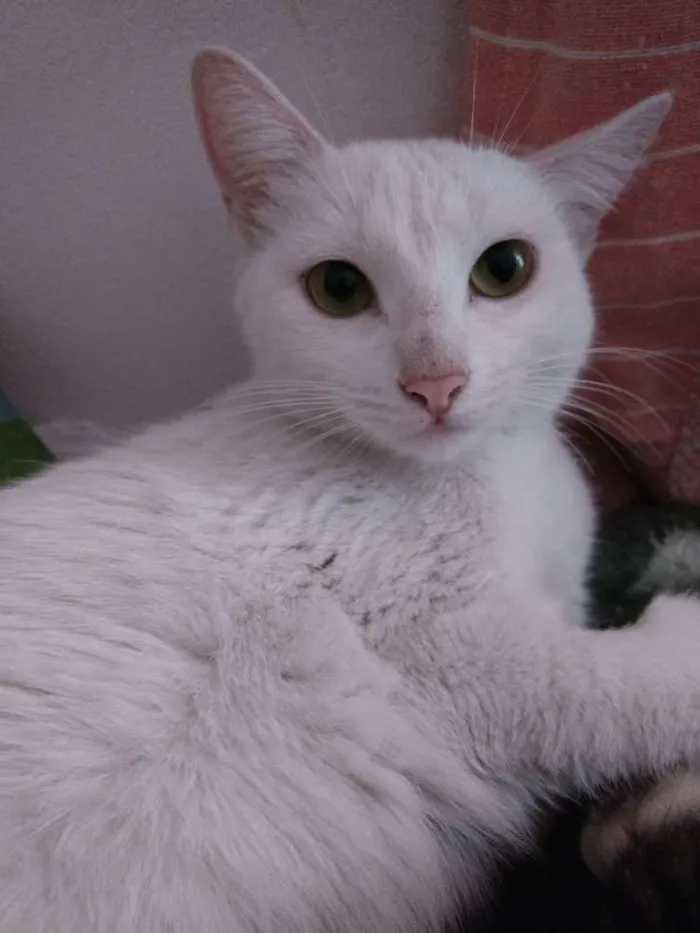 Gato raça Vira Lata idade 3 anos nome Marrie