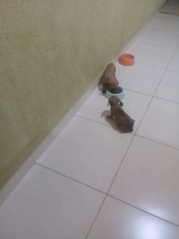 Cachorro ra a Srd idade 2 a 6 meses nome Sheldon e Penny