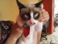 Coruja do dia