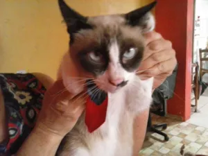 Gato raça Mistura idade 1 ano nome Coruja do dia