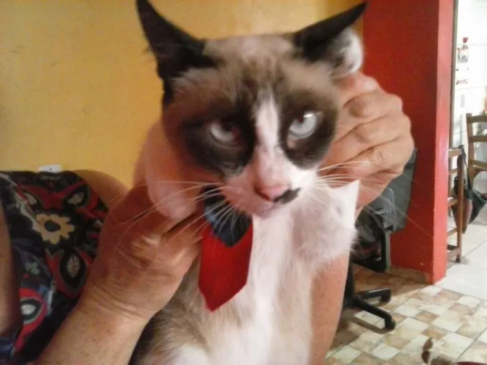 Gato ra a Mistura idade 1 ano nome Coruja do dia