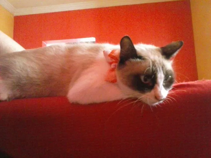 Gato ra a Mistura idade 1 ano nome Coruja do dia