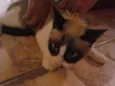 Coruja do dia