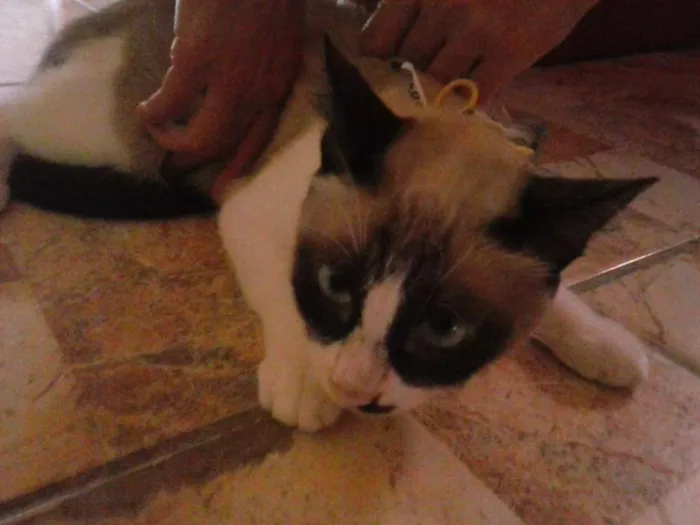 Gato ra a Mistura idade 1 ano nome Coruja do dia
