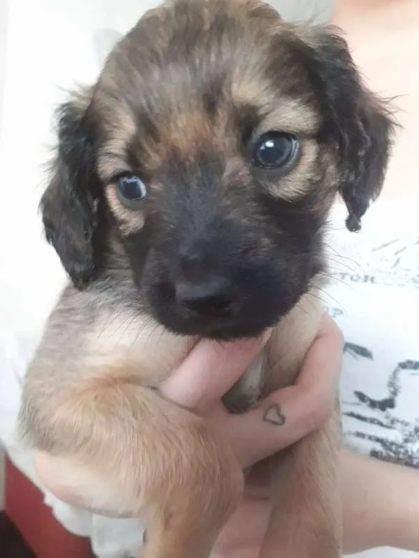 Cachorro ra a SRD idade Abaixo de 2 meses nome Simba