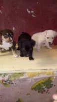 Principe e princesas