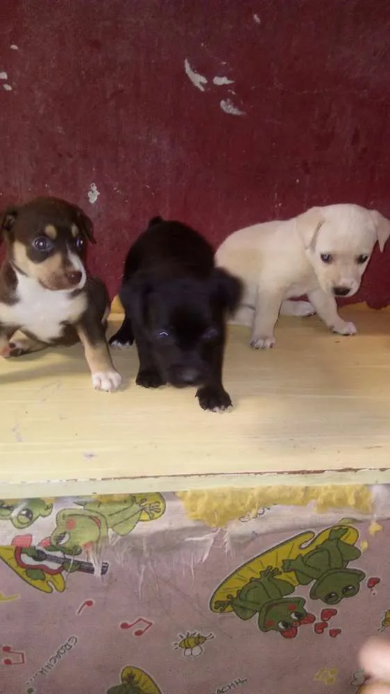 Cachorro ra a Vira lata idade 2 a 6 meses nome Principe e princesas