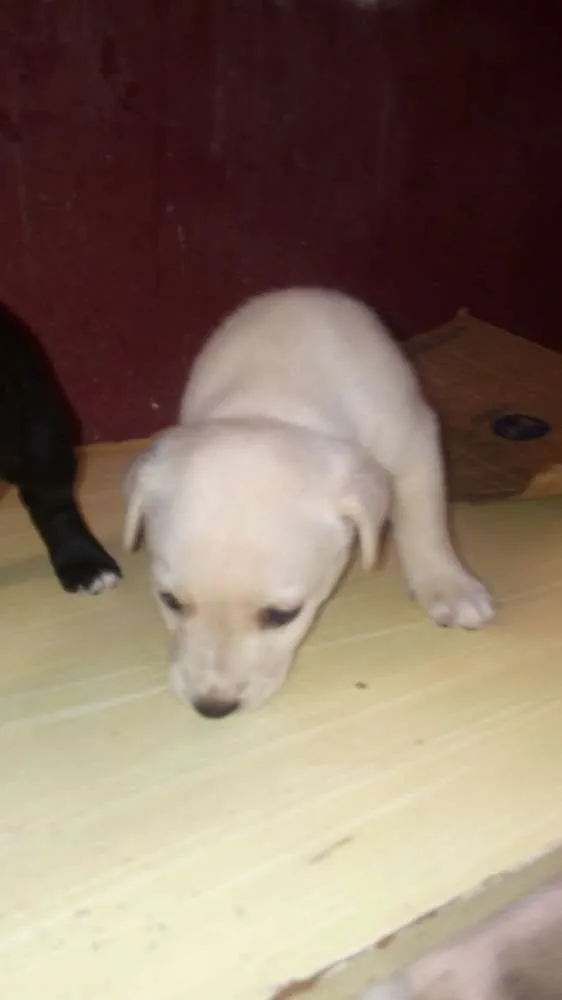 Cachorro ra a Vira lata idade 2 a 6 meses nome Principe e princesas