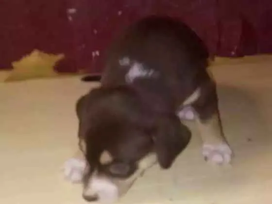 Cachorro ra a Vira lata idade 2 a 6 meses nome Principe e princesas