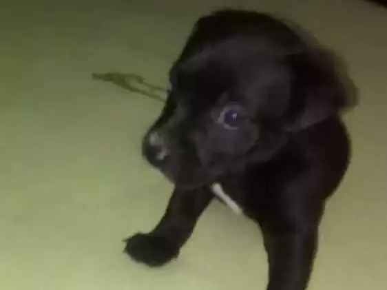 Cachorro ra a Vira lata idade 2 a 6 meses nome Principe e princesas
