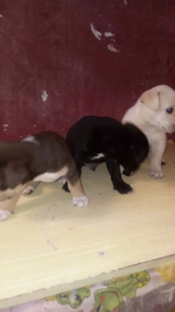 Cachorro ra a Vira lata idade 2 a 6 meses nome Principe e princesas