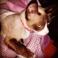 Mimi