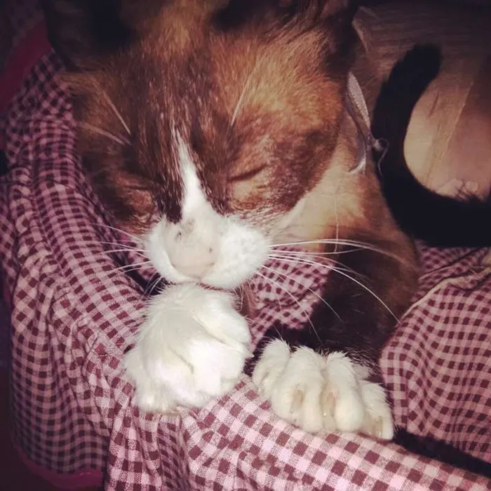 Gato ra a nao definida idade 1 ano nome Mimi