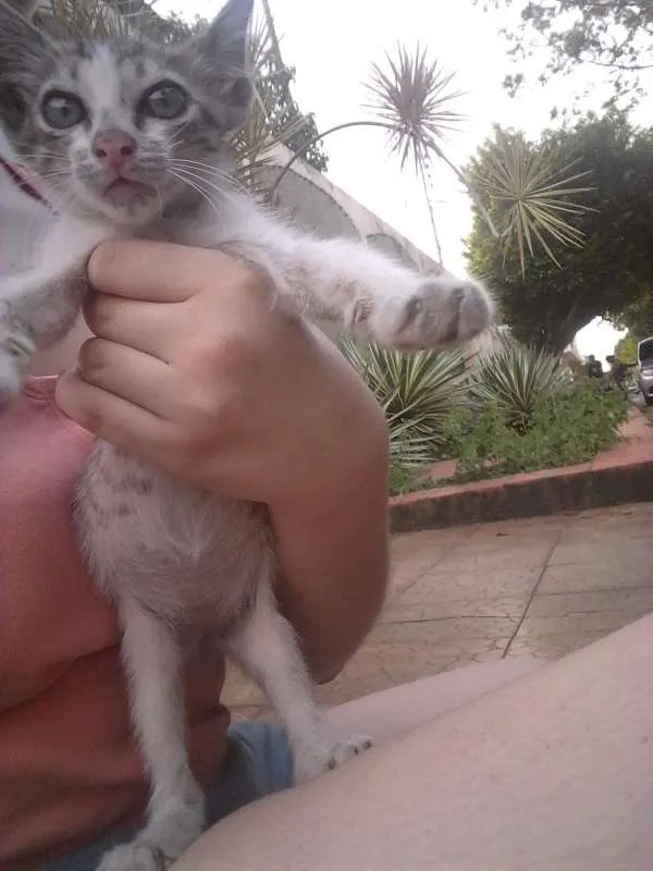 Gato raça Sem raça definida idade Abaixo de 2 meses nome Sem nome