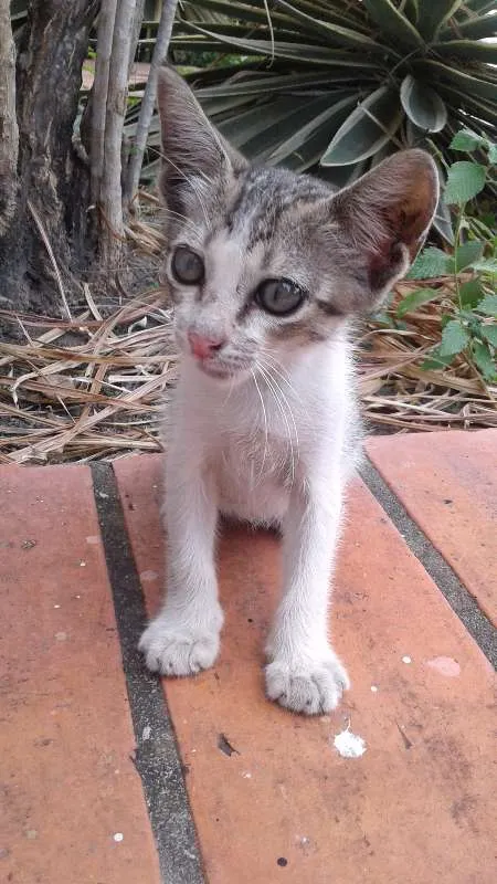 Gato raça Sem raça definida idade Abaixo de 2 meses nome Sem nome