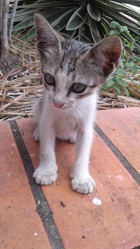 Gato raça Sem raça definida idade Abaixo de 2 meses nome Sem nome